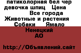 патиколорная бел/чер девочка шпиц › Цена ­ 15 000 - Все города Животные и растения » Собаки   . Ямало-Ненецкий АО